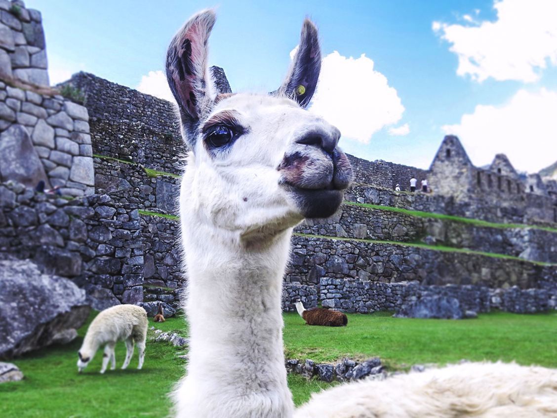 Llama in Peru